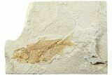 Fossil Fish (Knightia) - Wyoming #224488-1